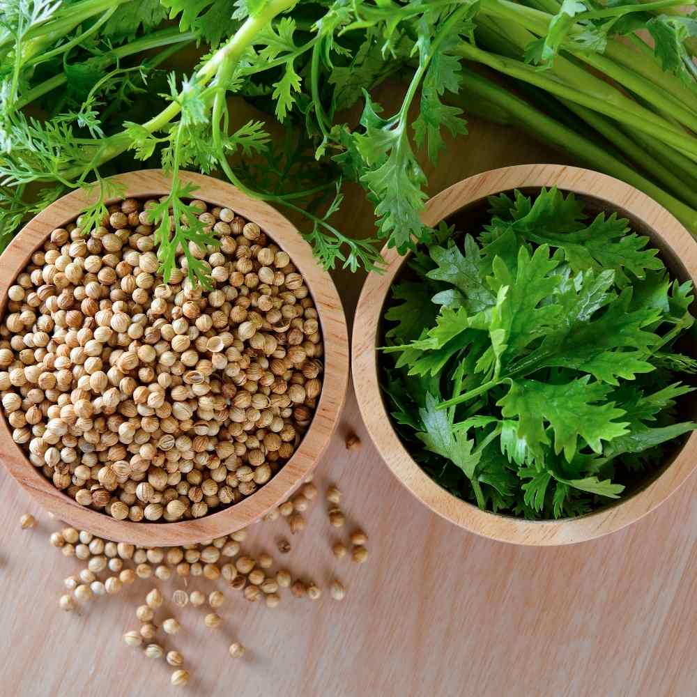 Coriander seeds exporter in Missouri